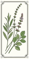Rosemary, lavender, thyme and mint in a vertical composition, line art, botanical illustration, light background