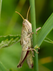 Grashüpfer