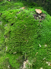 Vertical natural background of thick green moss.