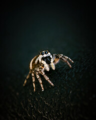 Zebraspringspinne