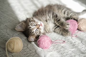 Fluffy tabby kitten with wide eyes lies on white knitted blanket, surrounded by balls of pink and...
