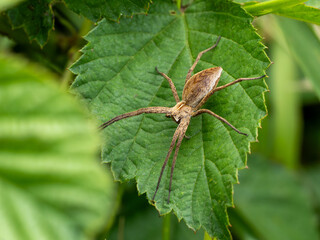 Spinne