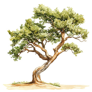 A Madrone Tree, watercolor drawing vector, isolated on a white background.