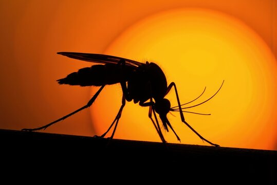 mosquito silhouette at sunset - Powered by Adobe