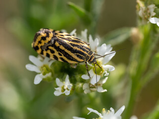 Ackerwinden-Bunteulchen