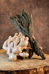 eccentric still life with a large ginger root on a tree bark segment on a stump vertically; beautifully, naturally, ecologically