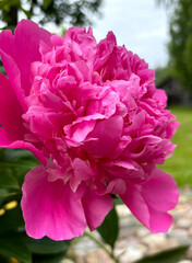 Fototapeta premium Bright pink peony flower close-up against a blurred natural background.