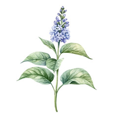 watercolor vector of A Lilac Plant, isolated on a white background.