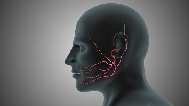 Anatomical Visualization of Facial Nerve Network