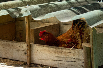 TWO HENS SHARING AN INCUBATION SITE