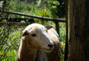 sheep in the farm