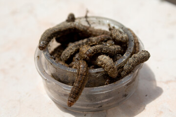 MOTH LARVA IN A BOWL