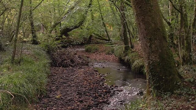 Stream in the Forest - The River Clyne, a Small Stream in the Clyne Valley, Swansea, South Wales, U.K.