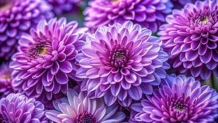 Close-up of beautiful purple chrysanthemum flowers blooming in full sunlight