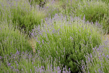 Lavender is a fragrant plant in the garden. Lavender, Latin - Lavandula