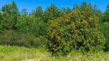 Magnificent rowan tree with orange and red berries on the background of green woodland. Walking through the forest on sunny summer day. Summer herbarium