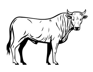 Mascot illustration of a Calvana is a cattle breed from Tuscany, in the Calvana region in the provinces of Florence and Prato on isolated white background in retro black and white style.