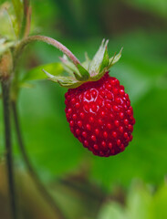 Ripe wild strawberries in the green forest. Fragaria vesca - wild strawberry