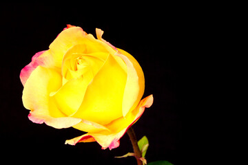 Yellow China Rose 05