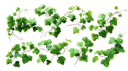 Vibrant green ivy vines with detailed leaves isolated on transparent background