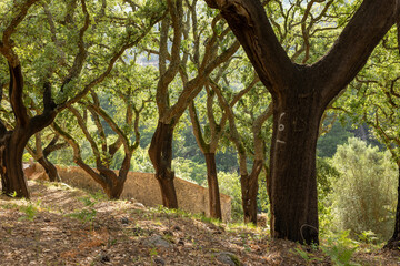 Peeled cork trees in the Serra de Monchique, Algarve, Portugal.