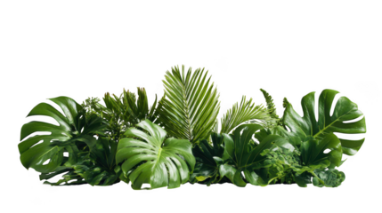 Assortment of lush green tropical leaves and ferns isolated on transparent background