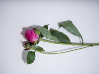 Fototapeta premium Single Pink Peony Bud on White Background