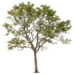 Fototapeta premium tree isolated on white background