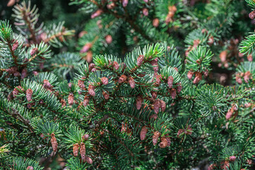 Background with new growth and cones on blue spruce.
