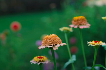 Close-up of blooming zinnia flowers with layered petals in a garden, captured in soft natural light...