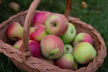 Freshly picked red and green apples in a woven wicker basket placed on green grass during harvest season outdoors

