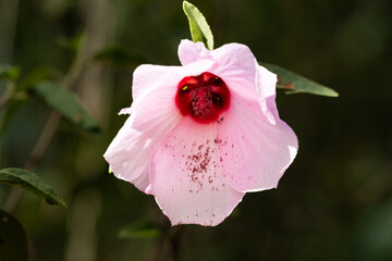 Roselle or Hibiscus sabdariffa bloom open displaying delicate pink petals, deep red stamen and...