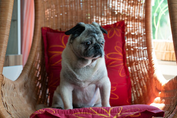Small older beige pug dog is blind. You can see cataracts in his eyes. He is sitting in a rattan wicker chair.