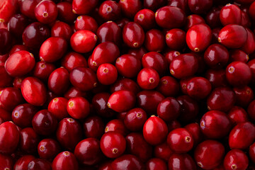 Fresh ripe cranberries as background. Large cranberry texture close up top view. Oxycoccus...