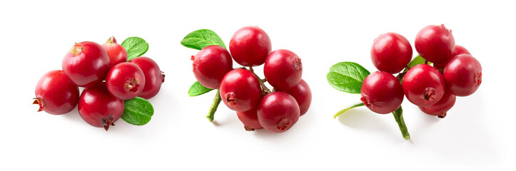 Set of lingonberry twigs with fresh berries and green leaves isolated on white background. Isolated bearberry with leaves.