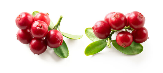 Set of lingonberry twigs with fresh berries and green leaves isolated on white background. Isolated bearberry with leaves. Clipping path.