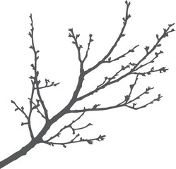 branches of a tree