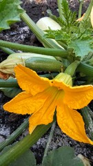 Zucchini plant in bloom with baby squash in homegrown vegetable patch, close-up vertical photo