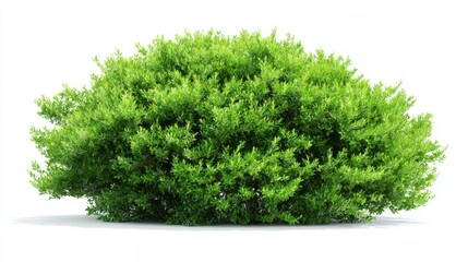 Fototapeta premium Lush rounded shrub showcases vibrant green foliage, isolated against a seamless white background, ideal for artistic or commercial use with ample copy space.