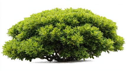 Fototapeta premium Lush rounded shrub showcases vibrant green foliage, isolated against a seamless white background, ideal for artistic or commercial use with ample copy space.