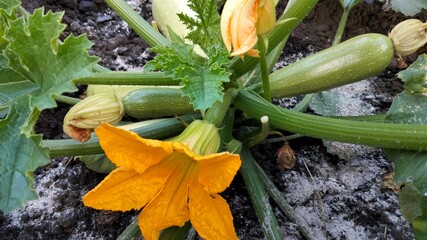 Bright zucchini flower and young squash fruit growing in garden, close-up horizontal photo