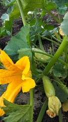 Macro shot of organic zucchini blossom with young squash growing in vegetable garden, vertical composition