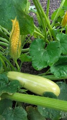 Vertical close-up of large zucchini fruit with wet leaves and closed blossoms after rain in garden