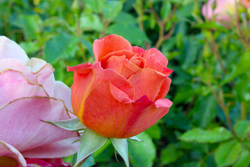 Pumpkin Patch Rosebud 02