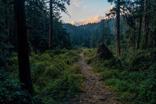 morning in the forest