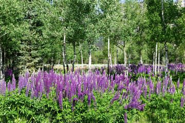 Field of purple wild lupine or Indian paintbrush flowers blooming with aspen trees in Wyoming
