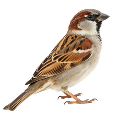 sparrow isolated on white background