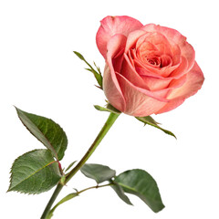 Obraz premium red rose isolated on white