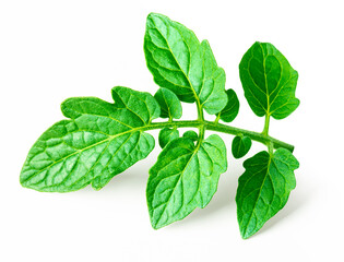 Tomato leaf isolated on white background.
