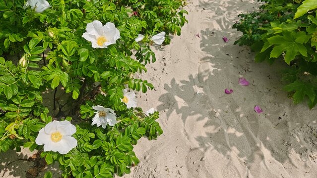 White beach roses blooming on green bushes next to a sandy path under sunlight and leafy shadows. Concept of coastal beauty, nature's resilience, summer relaxation and wild seaside flora